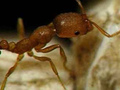 Информация о муравьях