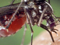 Информация о комарах