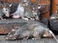 Информация о крысах