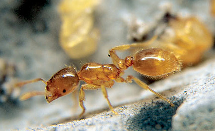 Домашний муравей-вор
