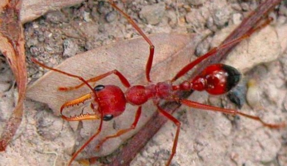 Кроваво красный муравей
