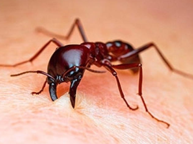 Как выглядят укусы муравьев