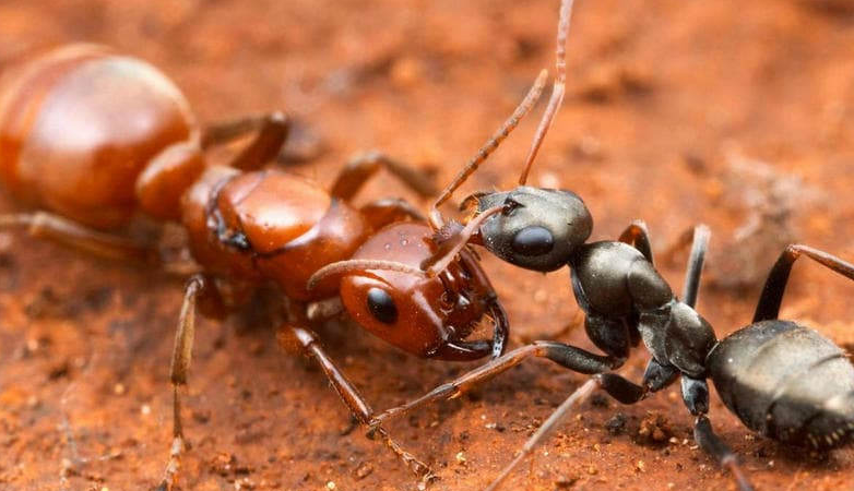 Фотографии муравьев