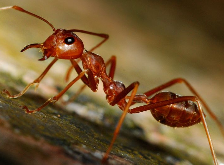 Рыжий лесной муравей